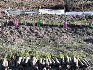 Köyde Bal Ormanı Oluşturuldu