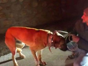 Yaralı Buldukları Köpeği Yolda Bırakmadılar