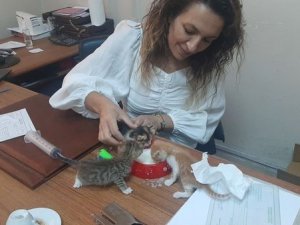 Annelerine Araba Çarpan 5 Yavru Kedinin Bakımı Veterinere Kaldı
