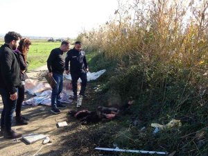 Boş Araziye Atılmış Büyükbaş Hayvan Deri Ve Sakatatları Jandarmayı Harekete Geçirdi