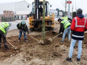 Londra Çınarları Şehit İ̇lhan Aras’a Güzellik Katacak