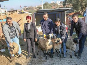 Başkan Çerçioğlu Koyunları Telef Olan Üreticiye Destek Oldu