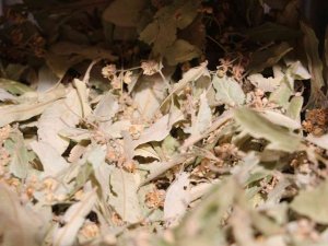 Soğuk Hava Doğal Şifa Deposu Ihlamura İlgiyi Arttırdı