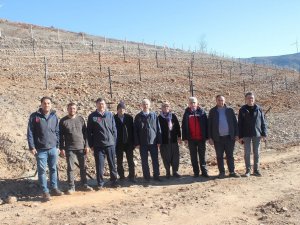 Bahçe’de Telli Terbiye Sistemli Üzüm Bahçesi Kuruldu