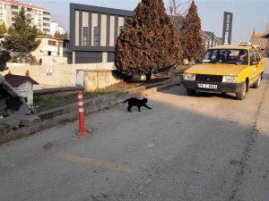 Her Gün Taksinin Yolunu Dört Gözle Bekliyorlar