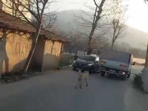 Bursa’da Kamyonete Bağladığı Köpeğe Eziyet Ederek Götürdü