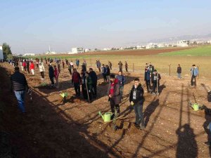 15 Temmuz Şehitleri Anısına 251 Zeytin Fidanı Dikildi
