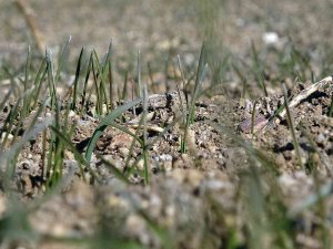 Yozgat’ta Beklenen Yağışların Gelmemesi Hububat Üreticisini Endişelendirirken, Uzmanlara Göre Ciddi Bir Tehlike Yok