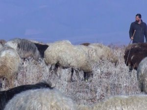 Muş’ta Karsız Kış Hayvan Sahiplerini Sevindirdi