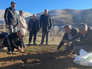 Çelikhan’da ‘Salep’ Deneniyor
