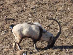 Van’ın Tek Boynuzlu Dağ Keçisi 3 Yıldır Aynı Bölgede