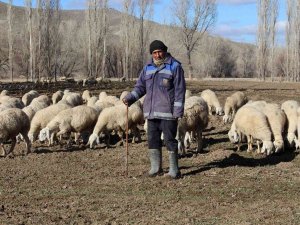 Kar Yağmayınca Küçükbaş Hayvanlar Meralarda Otlamaya Devam Etti
