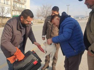 Kedinin İmdadına Haydi̇ Ekipleri Yetişti