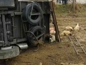 Batman’da Koyun Taşıyan Tır Devrildi, Onlarca Koyun Telef Oldu