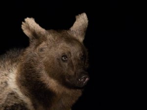 Özlenen Kış Gelmedi, Ayılar Kış Uykusuna Yatmadı