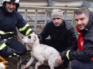 Dereye Düşen Köpeği İtfaiye Ekipleri Kurtardı