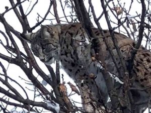 Ağaçta Mahsur Kalan Vaşağı, Ekipler Kurtardı