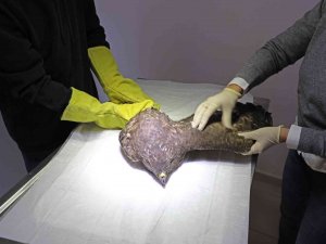 Yunanistan’da Halkalanan Nesli Tükenmekte Olan Kara Akbaba Tedavi Altında Alındı