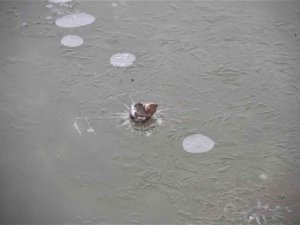 Meteorolojiden Buzlanma Ve Don Uyarısı