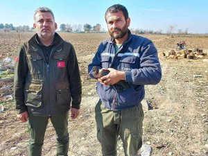 Yaralı Bulunan Çeltikçi Kuşu Ve Kızıl Şahin Tedaviye Alındı