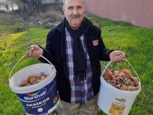 Burhaniye’de Melki Sezonu Devam Ediyor