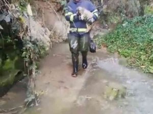 Kanyona Düşen Yavru Köpek İtfaiye Ekipleri Tarafından Kurtarıldı