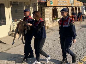 Yaralı Köpek, Jandarma Tarafından Kurtarıldı