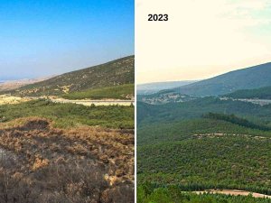 İ̇zmir’in Akciğerleri, Yangından 14 Yıl Sonra Yeşerdi