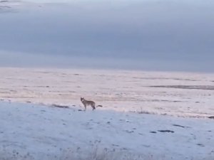 Dondurucu Soğuk Sebebiyle Aç Kalan Kurt, Ardahan Ovası’na İndi
