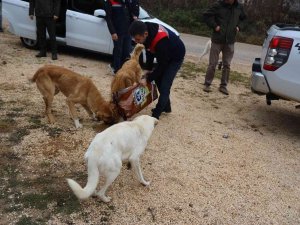 Bilecik’te Sokak Hayvanları Unutulmadı