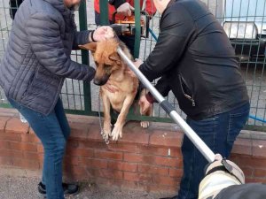 Tel Örgülerin Arasına Sıkışan Köpeğe Kurtarma Operasyonu