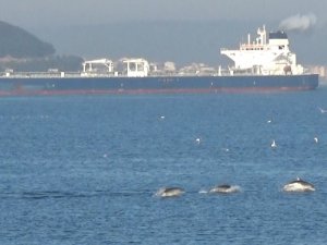 Çanakkale Boğazı’nda Yunuslardan Görsel Şölen