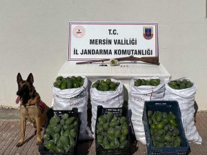 Avokado Hırsızları Jandarmadan Kaçamadı