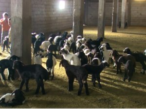 Muş’ta 550 Bin Kuzu Ve 40 Bin Oğlağın Doğumu Bekleniyor