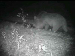 Doğa Tutkunu, Yaban Hayatını Kayıt Altına Aldı