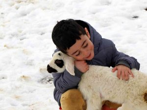 Erzincan’da 2023 Yılının İlk Kuzuları Dünyaya Geldi