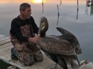 Pelikanla, Balıkçının Dostluğu