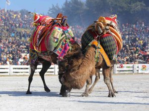 41. Uluslararası Efes Selçuk Deve Güreşleri Festivali Başlıyor