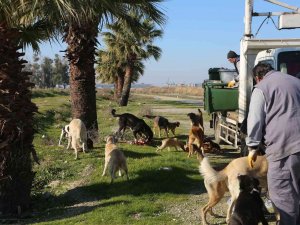 Efeler Belediyesi Ekipleri İsrafı Önleyerek Can Dostları Besliyor