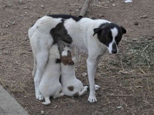 Kars’ta Anne Köpek Yavrularını Doyurdu