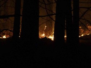 Kaz Dağları’nda Ormanlık Alanda Örtü Yangını Çıktı