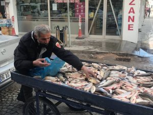 Çoruh Balığı Tezgahta Yerini Aldı