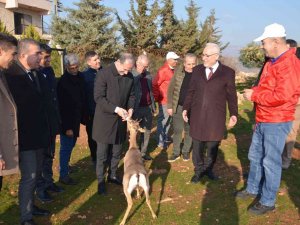 Özenle Korunan Dağ Ceylanları Çoğalıyor