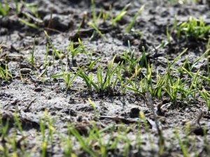 Kuraklıkla Birlikte Hububat Rekoltesinde Tehlike