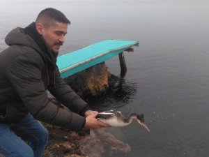 Yaban Hayvanlarının Yaraları Sarıkum’da Sarılıyor