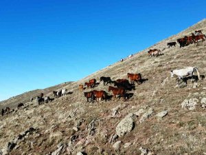 Yılkı Atlarının Havadan Çekilen Görüntüsü Görenleri Mest Etti