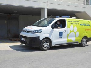 Kuşadası’nda 2022 Yılında 4 Bin 308 Hayvana Ev Sahipliği Yapıldı