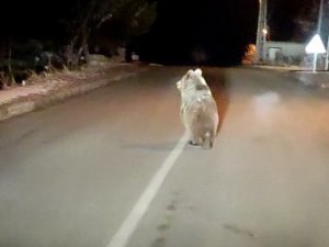 Yozgat’ta Boz Ayı Yola İndi