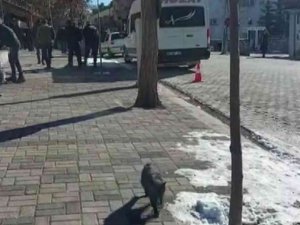 Hozat’ta Kuduz Karantinası: Sokak Hayvanları Aşılanıyor