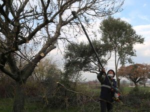 Efeler’in Mezarlıklarında Budama Mesaisi Başladı